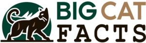 big cat facts logo