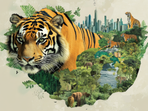tiger in various environments