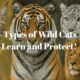 types of wild cats